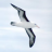 Albatros